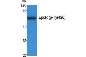 Western Blotting (WB) image for anti-Erythropoietin Receptor (EPOR) (pTyr426) antibody (ABIN3183073) (EPOR Antikörper  (pTyr426))