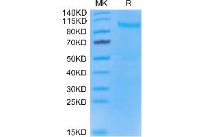 Mouse TLR3 on Tris-Bis PAGE under reduced condition. (TLR3 Protein (AA 25-705) (His tag))