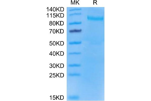TLR3 Protein (AA 25-705) (His tag)
