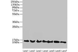 Western blot All lanes: ATP6V1G2 antibody at 12 μg/mL Lane 1: Rat heart tissue Lane 2: Mouse spleen tissue Lane 3: Hela whole cell lysate Lane 4: HepG2 whole cell lysate Lane 5: A549 whole cell lysate Lane 6: HT29 whole cell lysate Lane 7: K562 whole cell lysate Secondary Goat polyclonal to rabbit IgG at 1/10000 dilution Predicted band size: 14, 9 kDa Observed band size: 14 kDa (ATP6V1G2 Antikörper  (AA 1-118))