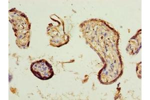 Immunohistochemistry of paraffin-embedded human placenta tissue using ABIN7148556 at dilution of 1:100 (COBLL1 Antikörper  (AA 1-106))