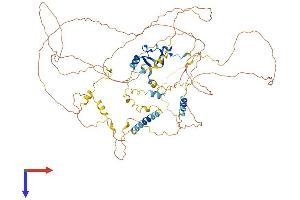 LIMA1 Protein (AA 1-753) (His tag)