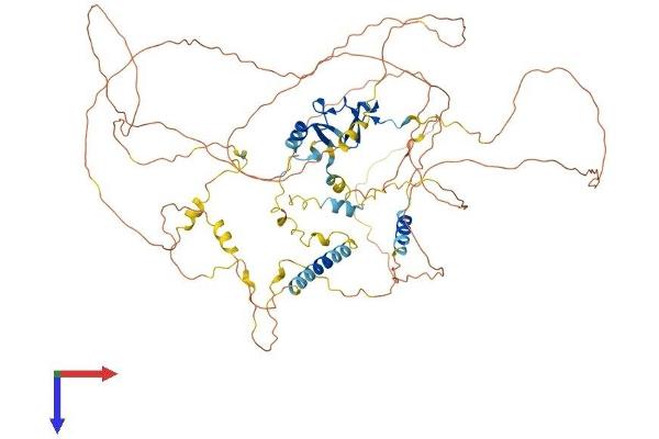 LIMA1 Protein (AA 1-753) (His tag)