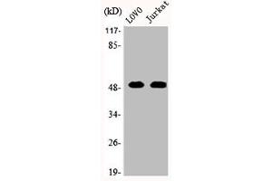 Western Blot analysis of LOVO Jurkat cells using JNK3 Polyclonal Antibody (ERK2 Antikörper  (C-Term))