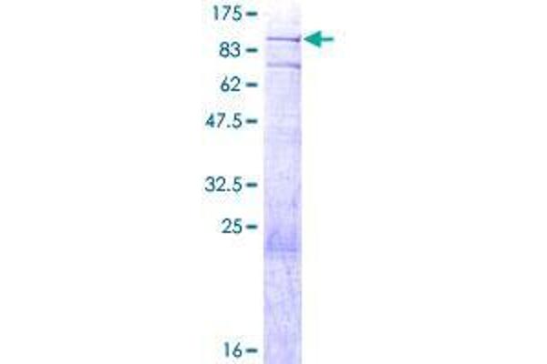 BMP2K Protein (AA 1-662) (GST tag)