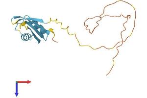 CIRBP Protein (AA 1-172) (His tag)