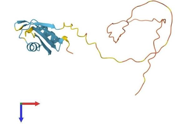 CIRBP Protein (AA 1-172) (His tag)