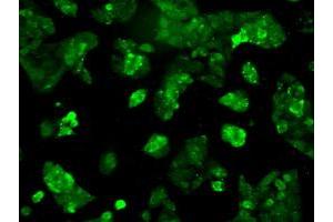Immunofluorescent staining of HepG2 cells using anti-RNF144B mouse monoclonal antibody (ABIN2453604). (RNF144B Antikörper  (AA 1-256))