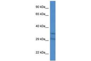 SLC25A31 antibody  (AA 150-199)