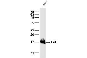 Jurkat lysates probed with IL24 Polyclonal Antibody, Unconjugated  at 1:300 dilution and 4˚C overnight incubation. (IL-24 Antikörper  (AA 121-206))