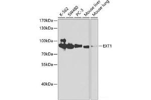 Western blot analysis of extracts of various cell lines using EXT1 Polyclonal Antibody at dilution of 1:1000. (EXT1 Antikörper)
