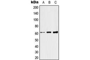 Western blot analysis of Raftlin expression in HeLa (A), SP2/0 (B), H9C2 (C) whole cell lysates. (RFTN1 Antikörper  (C-Term))