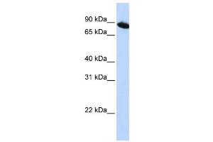 Western Blotting (WB) image for anti-Zinc Finger Protein 780A (ZNF780A) antibody (ABIN2459403) (ZNF780A Antikörper)