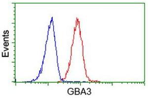 Image no. 1 for anti-Glucosidase, Beta, Acid 3 (Cytosolic) (GBA3) (AA 1-150), (AA 370-469) antibody (ABIN1490584) (GBA3 Antikörper  (AA 1-150, AA 370-469))