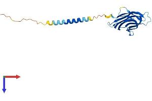 TNFSF4 Protein (AA 1-183) (His tag)