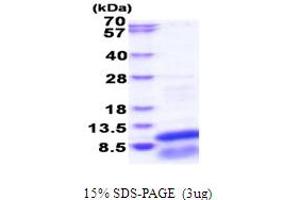 SDS-PAGE (SDS) image for G Protein gamma 13 (GNg13) (AA 1-64) protein (His tag) (ABIN6387473)