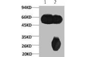 1) Input: Mouse Brain Tissue Lysate 2) IP product: IP dilute 1: 200 (TUBB3 Antikörper)