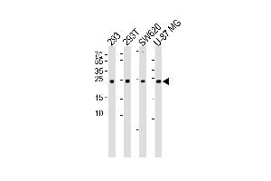 Western blot analysis of lysates from 293, 293T, SW620, U-87 MG cell line (from left to right), using UCHL3 Antibody (C209) at 1:1000 at each lane.