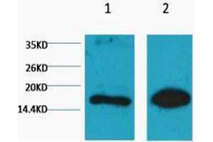 Western Blotting (WB) image for anti-Histone 3 (H3) (H3K9me) antibody (ABIN3181180) (Histone 3 Antikörper  (H3K9me))