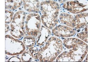 Immunohistochemical staining of paraffin-embedded Human Kidney tissue using anti-TTC32 mouse monoclonal antibody. (TTC32 Antikörper)