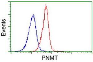 Image no. 2 for anti-Phenylethanolamine N-Methyltransferase (PNMT) antibody (ABIN1500310) (PNMT Antikörper)