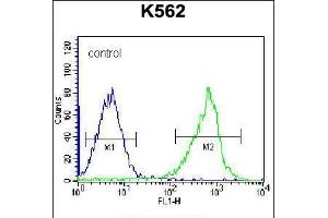 Flow cytometric analysis of K562 cells (right histogram) compared to a negative control cell (left histogram). (GSTM5 Antikörper  (N-Term))