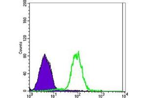 Flow cytometric analysis of NTERA-2 cells using CA9 mouse mAb (green) and negative control (purple). (CA9 Antikörper)