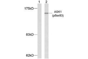 Western blot analysis of extracts from K562 cells using ASK1 (phospho-Ser83) antibody (E011178). (ASK1 Antikörper  (pSer83))