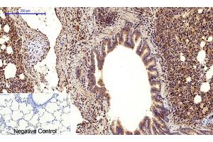 Immunohistochemical analysis of paraffin-embedded rat lung tissue.