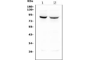 Western blot analysis of MFN1 using anti-MFN1 antibody (ABIN7603129).