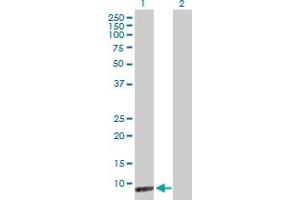 Western Blot analysis of CARD18 expression in transfected 293T cell line by CARD18 MaxPab polyclonal antibody.