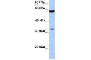 PERLD1 antibody used at 1 ug/ml to detect target protein.