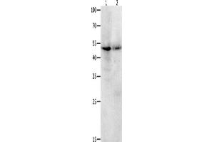 Western Blotting (WB) image for anti-Kruppel-Like Factor 5 (Intestinal) (KLF5) antibody (ABIN2426111) (KLF5 Antikörper)