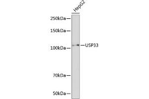 Western blot analysis of extracts of HepG2 cells, using USP33 Polyclonal Antibody (ABIN7271157) at 1:1000 dilution. (USP33 Antikörper  (AA 290-400))