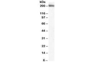 Western blot testing of human liver lysate with MYO9B antibody at 2ug/ml. (MYO9B Antikörper)