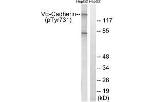 Western blot analysis of extracts from HepG2 cells, treated with Na3VO4 (0. (Cadherin 5 Antikörper  (pTyr731))