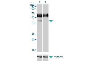 Western blot analysis of CD33 over-expressed 293 cell line, cotransfected with CD33 Validated Chimera RNAi (Lane 2) or non-transfected control (Lane 1).