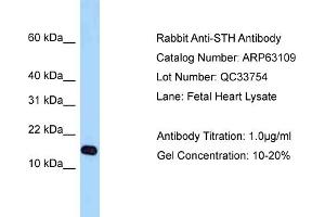 Western Blotting (WB) image for anti-Saitohin (STH) (Middle Region) antibody (ABIN2789376) (STH Antikörper  (Middle Region))
