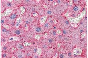 Human Liver: Formalin-Fixed, Paraffin-Embedded (FFPE) (CDC16 Antikörper  (N-Term))