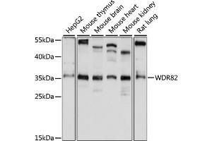 Western blot analysis of extracts of various cell lines, using WDR82 antibody (ABIN7271362) at 1:1000 dilution. (WDR82 Antikörper  (AA 174-313))