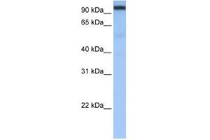 CPSF2 antibody used at 0.
