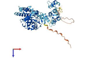 LPCAT4 Protein (AA 1-524) (His tag)