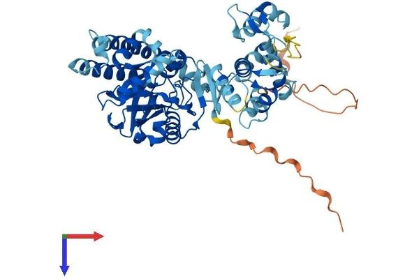 LPCAT4 Protein (AA 1-524) (His tag)