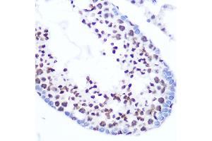 Immunohistochemistry of paraffin-embedded mouse testis using SRSF7 Rabbit pAb (ABIN7270548) at dilution of 1:100 (40x lens). (SFRS7 Antikörper  (AA 60-120))