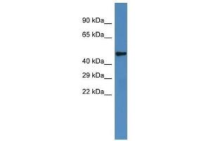 Western Blot showing Irx6 antibody used at a concentration of 1. (IRX6 Antikörper  (Middle Region))