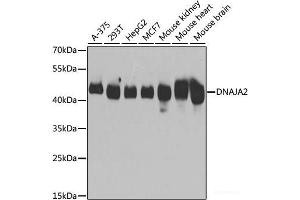 Western blot analysis of extracts of various cell lines using DNAJA2 Polyclonal Antibody at dilution of 1:3000. (DNAJA2 Antikörper)