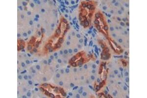 IHC-P analysis of Mouse Tissue, with DAB staining. (FUT8 Antikörper  (AA 206-575))