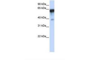 Image no. 1 for anti-Kin of IRRE Like 1 (NEPH1) (AA 432-481) antibody (ABIN6738354) (KIRREL Antikörper  (AA 432-481))
