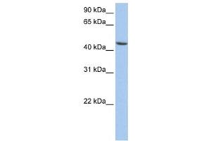 Western Blotting (WB) image for anti-Aldehyde Dehydrogenase 3 Family, Member B1 (ALDH3B1) antibody (ABIN2459737) (ALDH3B1 Antikörper)