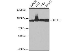 Western Blotting (WB) image for anti-X-Ray Repair Complementing Defective Repair in Chinese Hamster Cells 5 (Double-Strand-Break Rejoining) (XRCC5) (AA 543-732) antibody (ABIN6150309)